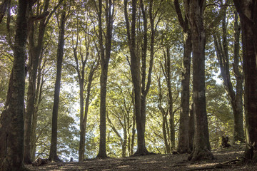 Obraz premium The beautiful south of Chile, Andes mountains and the Pacific Ocean 