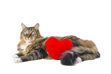 Big cat with red heart lying on white background