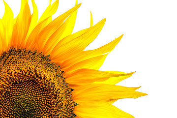Obraz premium Corner close-up of sunflower leaves on white background