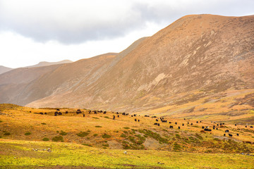 Fototapeta premium Yaks on the field at Daocheng county