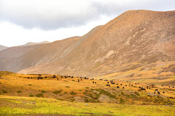 Yaks on the field at Daocheng county