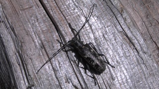 Sawyer beetle (Monochamus sp.) Is heated in the rays of the sun on the trunk of a split tree.
