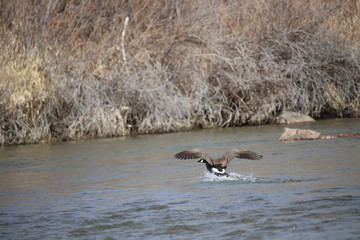 Landing In River Water X3X
