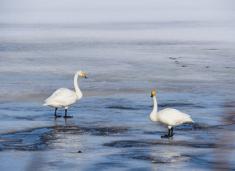 Obraz premium love of swans