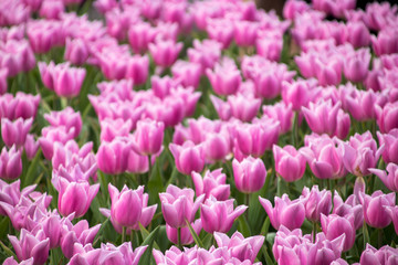 Obraz premium Pink tulips