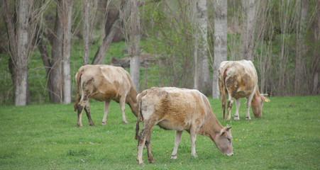 Cows are Grazing in Green Grass Field 
