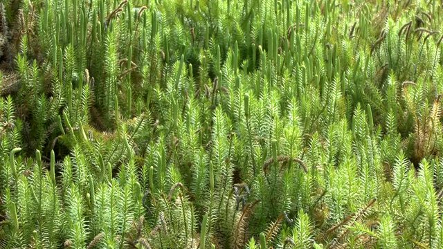 Plants of clubmoss (Lycopodium clavatum) form entire thickets on forest soil.
