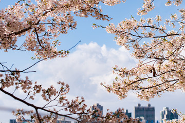 Blooming cherry blossom against blue sky