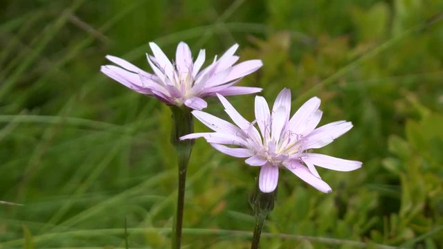 Flowering plant salsify (Scorzonera sp.) on a high-mountain meadow.
