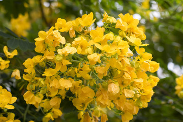 モクセンナの黄色い花満開