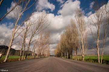 On a long and lonesome highway, west of bekaa, you can listen to the trees. Their friction with the air breeze tells you stories about peace, positivity, joy and serenity 