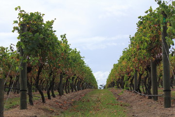 Fototapeta na wymiar winery in Victoria, Australia