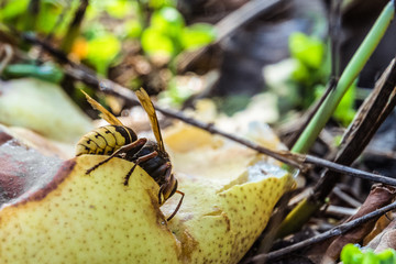 Hornet eats a sweet overripe fallen pear in the garden