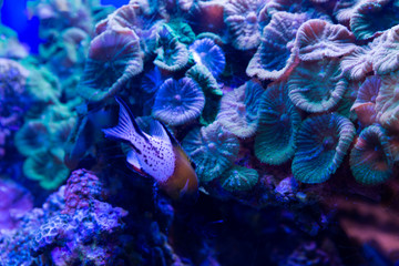At Coral World Underwater Observatory in Eilat