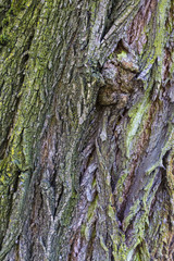 Colorful bark of old deciduous tree close-up