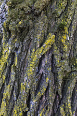 Colorful bark of old deciduous tree close-up