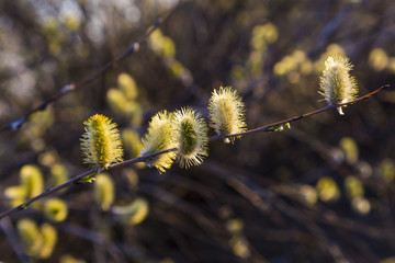 Pussy willow branches with catkins
