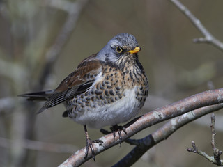 Fieldfare (Turdus pilaris)