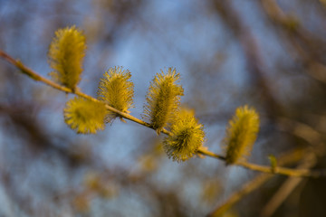 Pussy willow branches with catkins