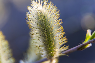 Willow blossom at spring