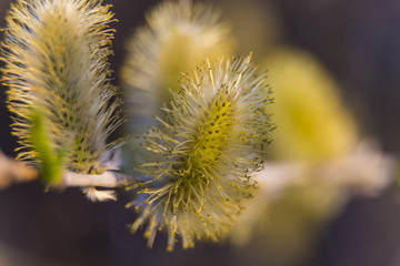 Willow blossom at spring