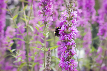 Pink flower and bumblebee in nature or garden