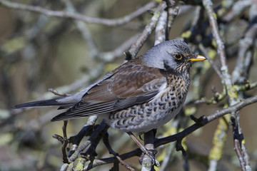 Fieldfare (Turdus pilaris)