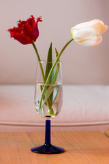 Tulip flower