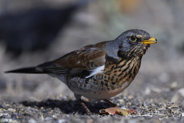 Fieldfare (Turdus pilaris)