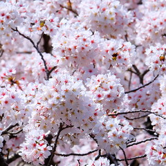 満開の桜