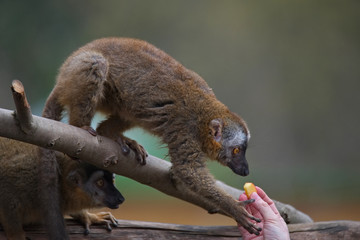 Portrait of curious and cute Red Fronted Madagascar Lemur behaving like pets
