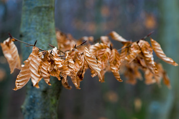 Obraz premium Dry leaves on branch in the forest
