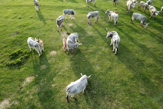 Herd Hungarian Grey cattle cows  on the spring field