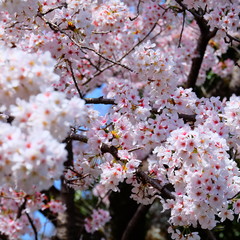 満開の桜
