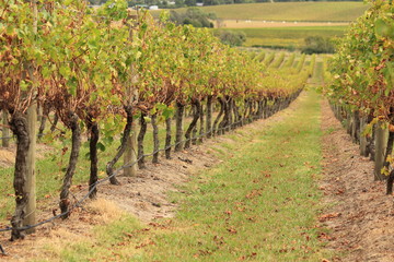 Fototapeta na wymiar winery in Victoria, Australia