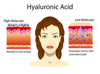 Vector illustration with Hyaluronic acid in skin-care products. Low molecular and High molecular. isolated