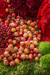 Récolte de pommes rouges et abondance