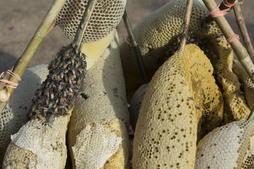 Apis florea