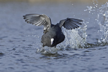 Eurasian coot (Fulica atra)
