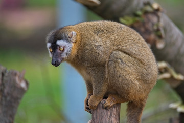 Portrait of curious and cute Red Fronted Madagascar Lemur behaving like pets