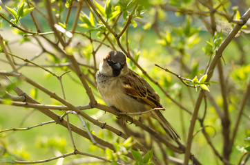 Sparrow on a branch tree nature spring summer