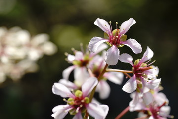 ヒマラヤユキノシタ満開