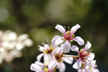ヒマラヤユキノシタ満開