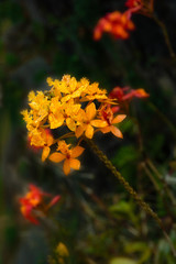 Rain Drops On Flower