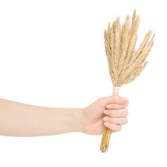 Wheat bundle in hands