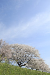 Image shots of cherry blossoms