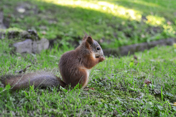 Naklejka na ściany i meble Photo of squirrel gnaws nuts in the park
