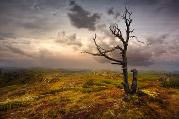 Fototapeta premium Toter Baum