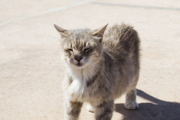 A beautiful cat squints because of the sun