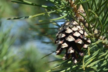 Obraz premium pine cone and needles, evergreen tree, forest landscape, New Year's background